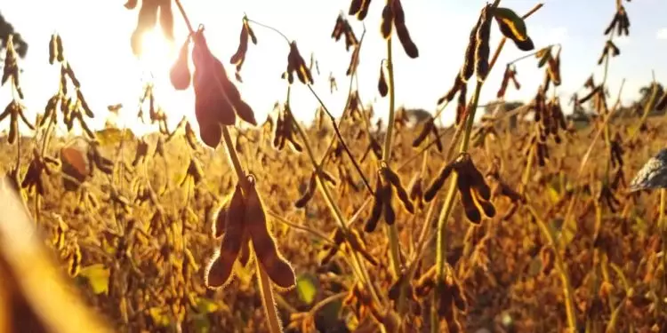 Falta de chuvas tem prejudicado a produção agrícola.