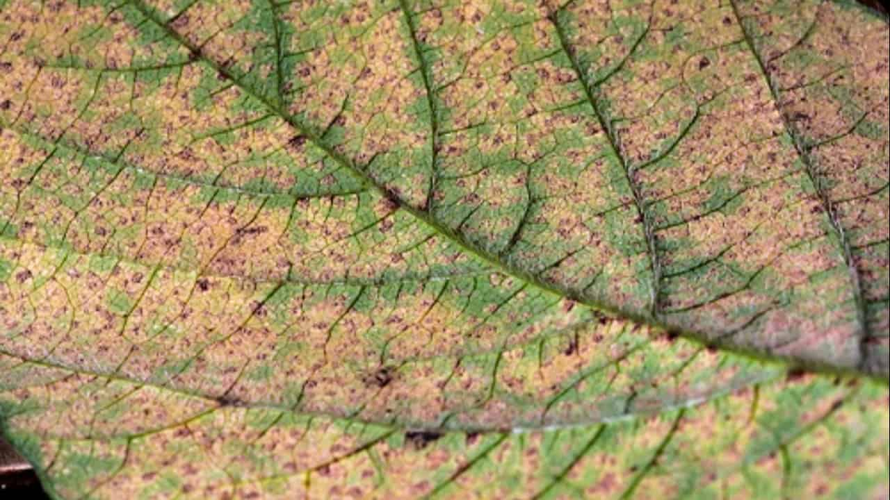 Ferrugem apresenta tolerância a alguns herbicidas.