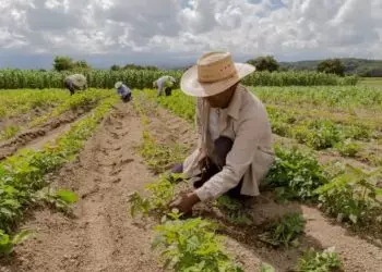 Linha de crédito será liberada para produtores mais afetados pela seca.