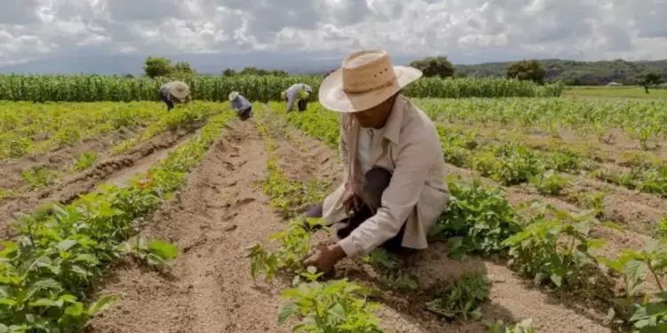 Produtores afetados pela seca no Nordeste e Norte de MG terão acesso a crédito; entenda 1 Linha de crédito será liberada para produtores mais afetados pela seca.