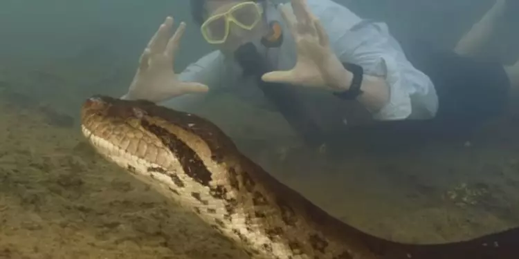 Nova espécie de sucuri que pode ser a maior do mundo é descoberta na Amazônia 1 Nova espécie de sucuri que pode ser a maior do mundo é descoberta na Amazônia