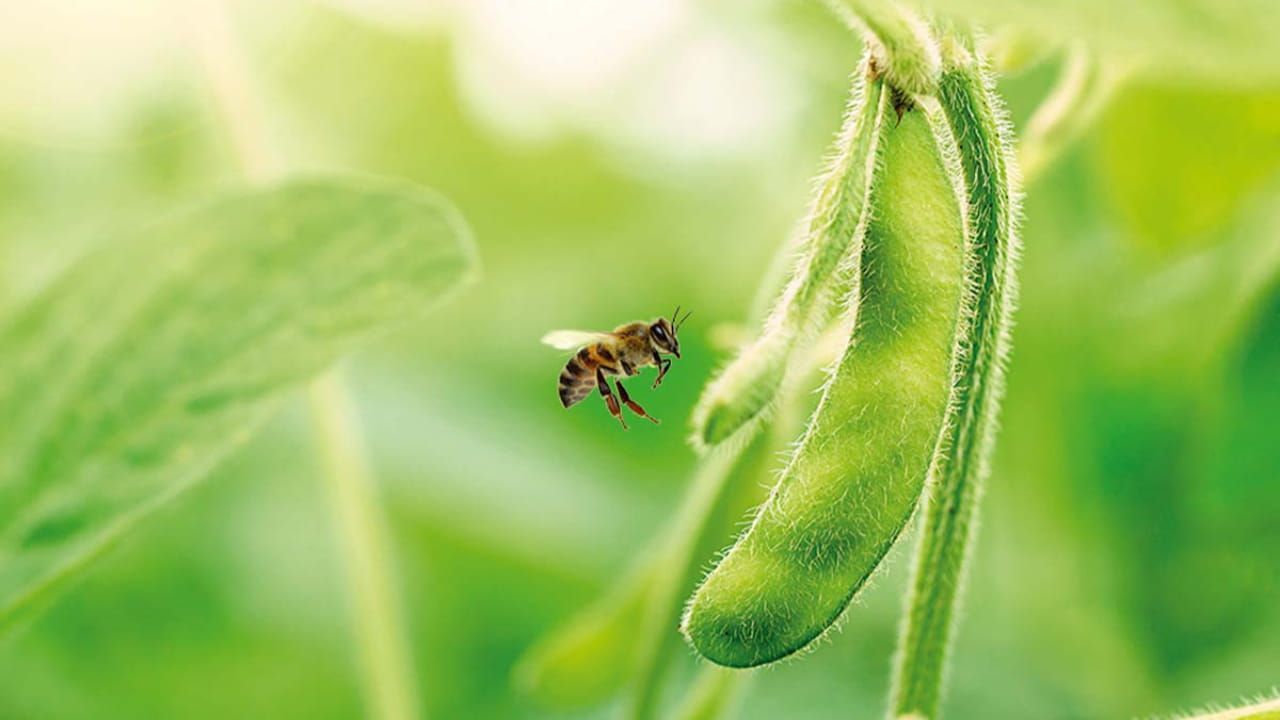 Ibama restringe uso de inseticida tiametoxam em lavouras para proteção de abelhas