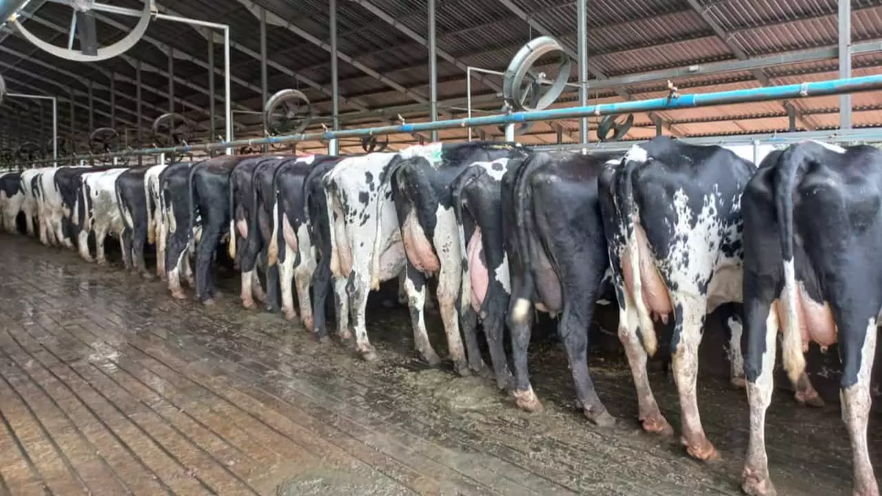 Venda de sêmen bovino cai 3% em 2023 puxada pela pecuária de corte 2 Pecuária leiteira cresce adquirindo 6% a mais que em 2022.