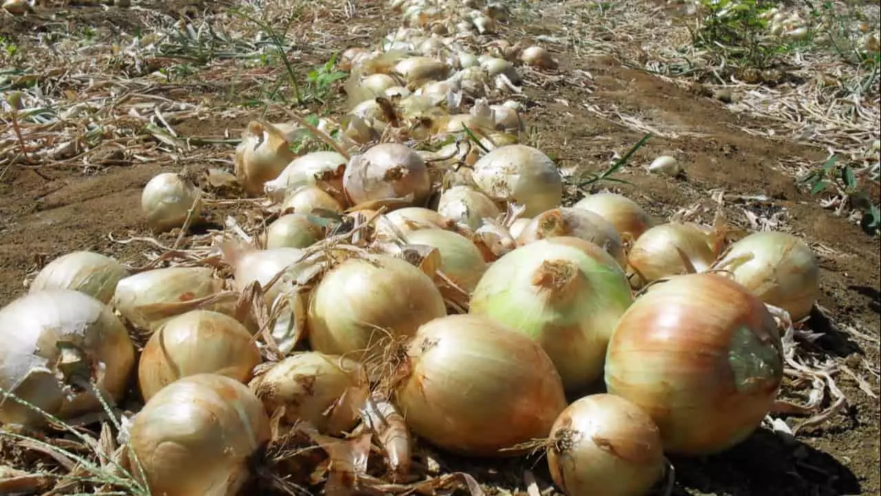 Produção acontece na região Sul, São Paulo, Minas Gerais, Goiás, Bahia e Pernambuco.
