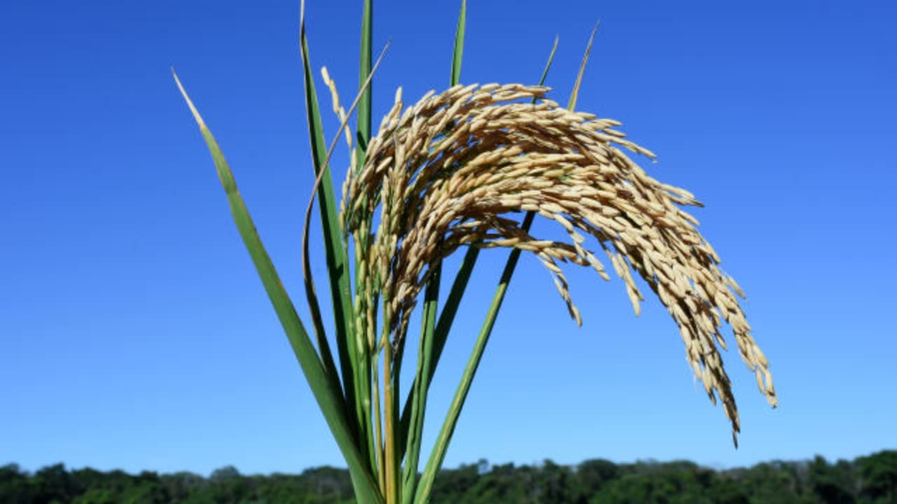 Produtividade de cultivar de arroz da Embrapa aumenta 175%, em Goiás 2 Produtividade chega a quase 150 sacas por hectare.