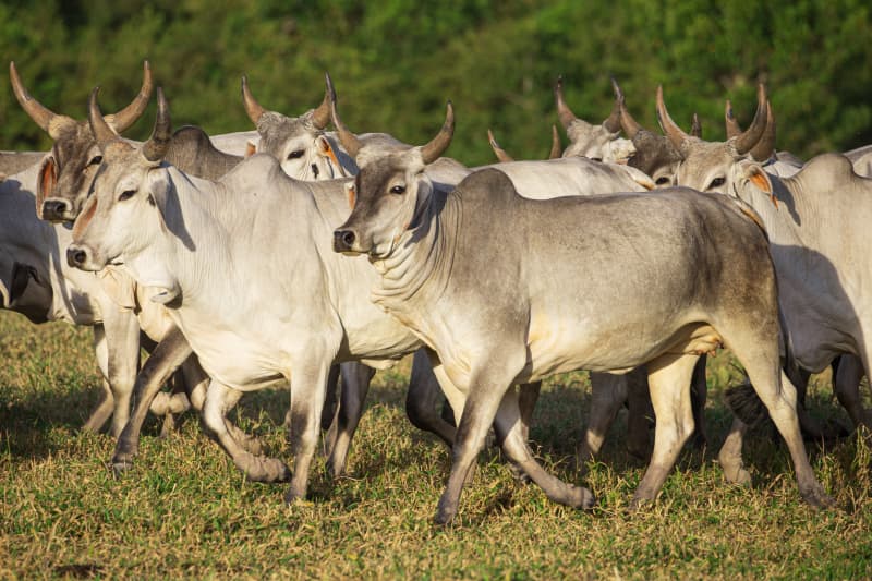 Goiás tem 98,53% do rebanho vacinado contra a raiva de herbívoros; confira 3 Rebanho
