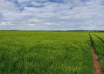 Sob pivô central plantações saltaram de 3 mil para 15 mil hectares cultivados.