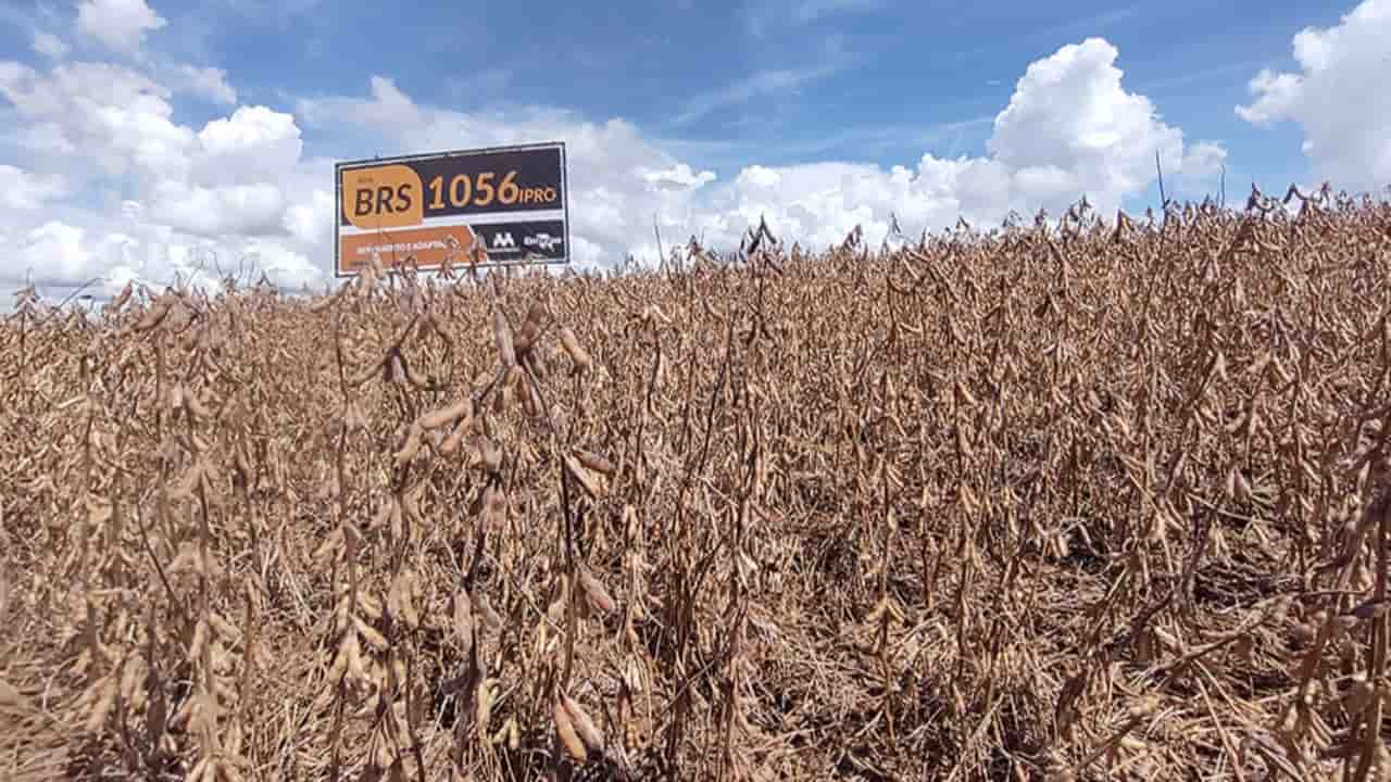 Soja BRS 1056IPRO tem ciclo precoce e vem superando rendimentos das melhores cultivares. 