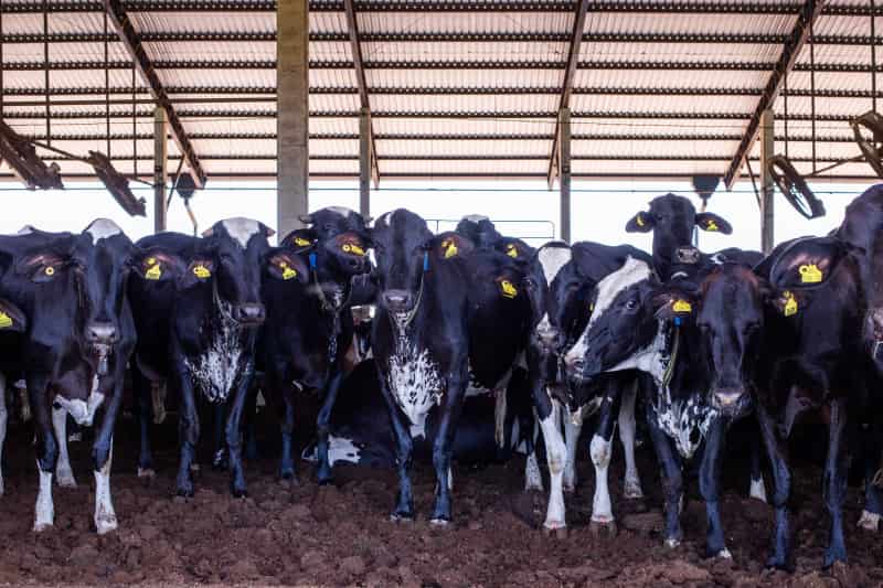 Goiás tem 98,53% do rebanho vacinado contra a raiva de herbívoros; confira 2 Vacinão de rebanho