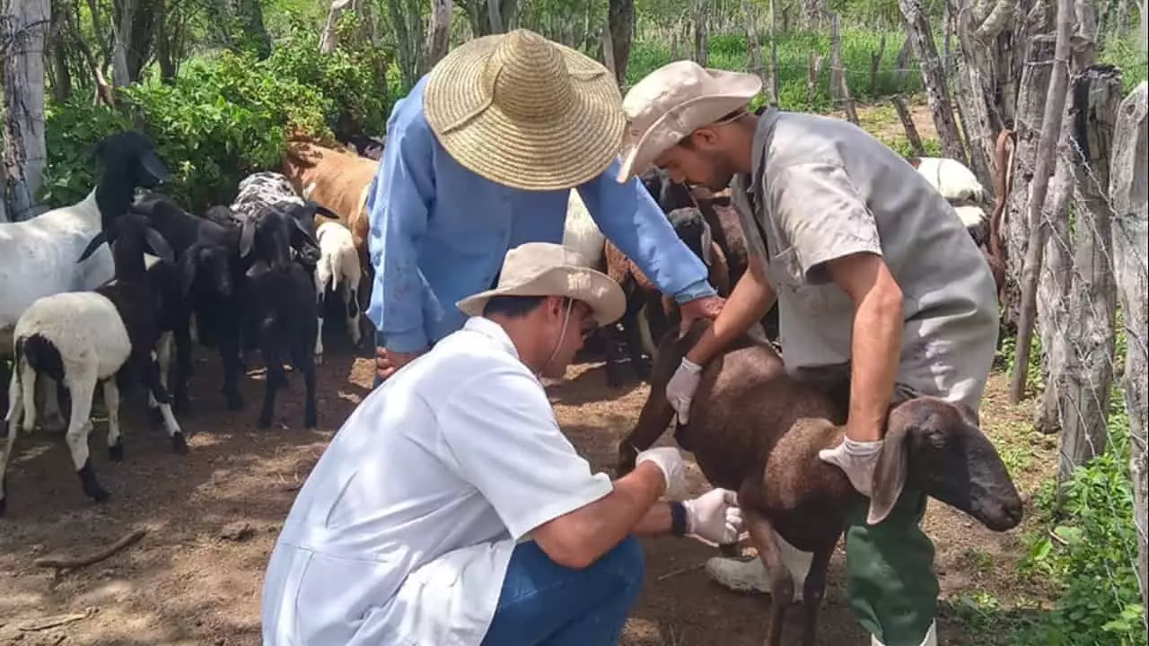 Vacinação não deixa resíduos na carne ou no leite. 