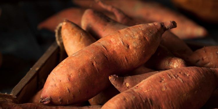 Aprenda como plantar batata-doce e as vitaminas presentes no alimento