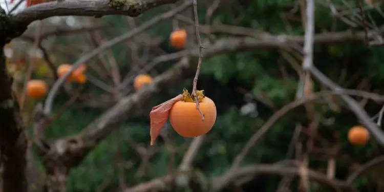 CNA levanta demandas para o plano safra nas cadeias da fruticultura 1 CNA levanta demandas para o plano safra nas cadeias da fruticultura