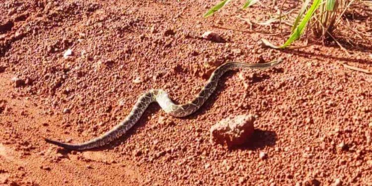 Cobra da espécie cascavel assusta banhistas em balneário na Bahia