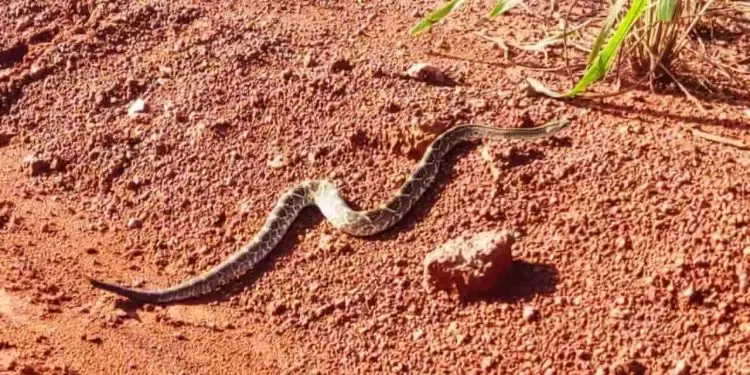 Cobra da espécie cascavel assusta banhistas em balneário na Bahia