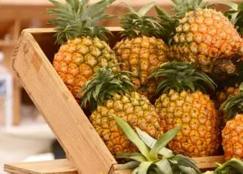 Confira como plantar abacaxi em casa e os cuidados com o cultivo