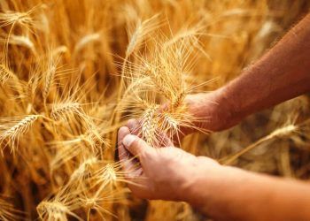 Cultivo de trigo tropical rem rendimento 12% superior em anos secos