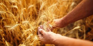 Cultivo de trigo tropical rem rendimento 12% superior em anos secos