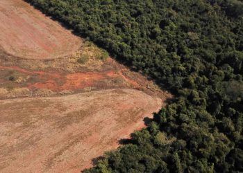 Entidades formam forca tarefa para conter desmatamento no Cerrado