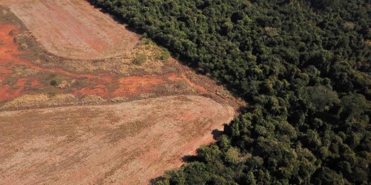 Entidades formam força-tarefa para conter desmatamento no Cerrado