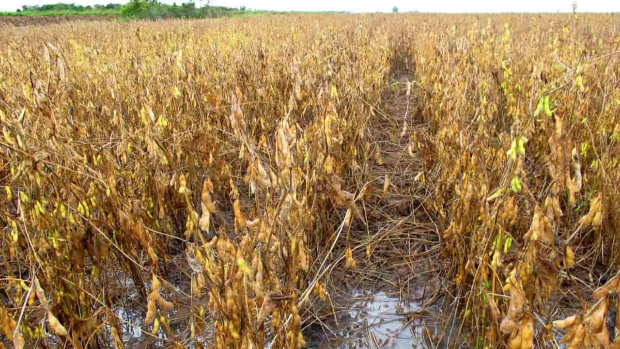 Chuvas intensas afetam escoamento da safra de soja no sul do Maranhão 2 Intensas chuvas afetam escoamento da safra no sul do Maranhão