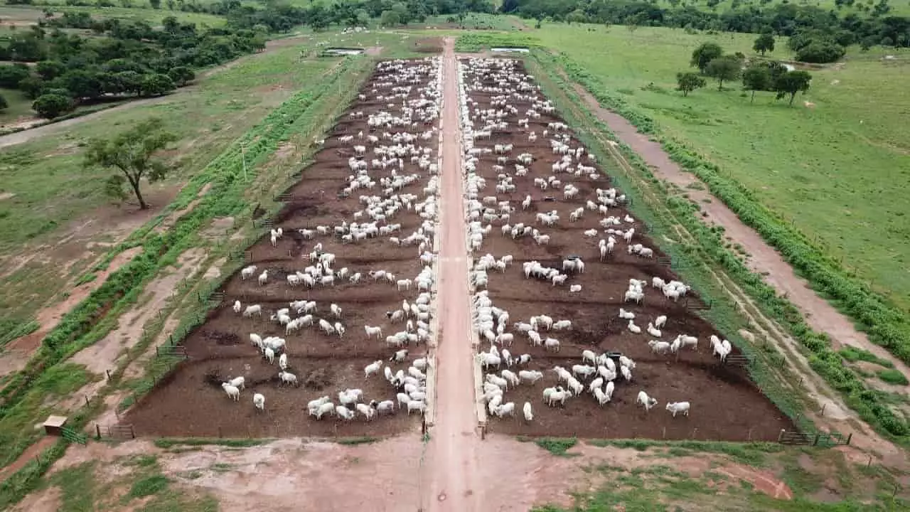 PIB do Agro fechou participação de 23,8% no total do Brasil. 