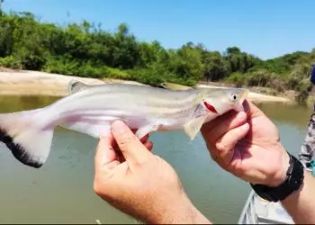 Palmas sedia 2º Torneio de Pesca Esportiva neste fim de semana