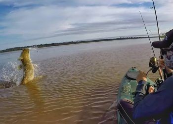 Pescador brasileiro fisga pirarucu gigante com mais de 2 metros e 130 quilos