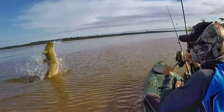 Pescador brasileiro fisga pirarucu gigante com mais de 2 metros e 130 quilos