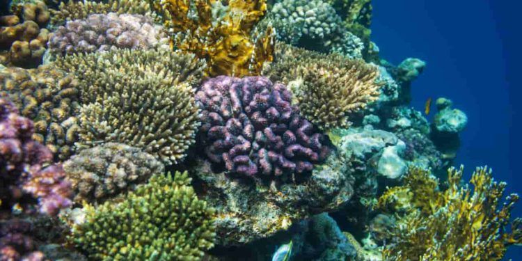 Pesquisa aponta que branqueamento de corais avança no Nordeste