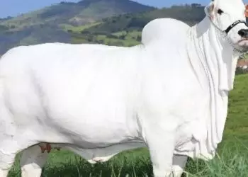 Vaca goiana entra para Guinness World Records como a mais valiosa do mundo