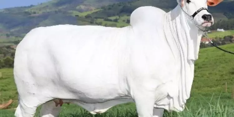 Vaca goiana entra para Guinness World Records como a mais valiosa do mundo