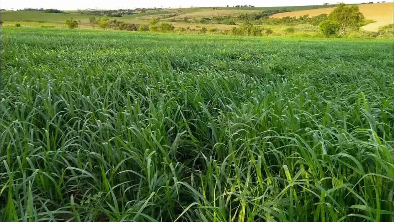 Zarc Pecuária identifica áreas de menor risco climático e melhores regiões para produção. 