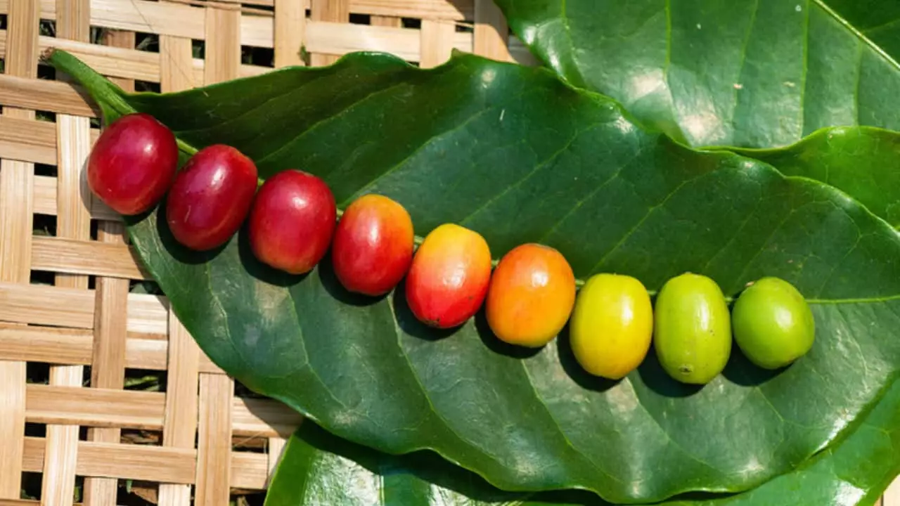 Zarc delimita regiões e épocas de cultivo por risco climático. 