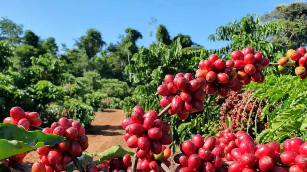 Zarc possui dados atuais de clima para implantação da lavoura, cultivo e produção. 