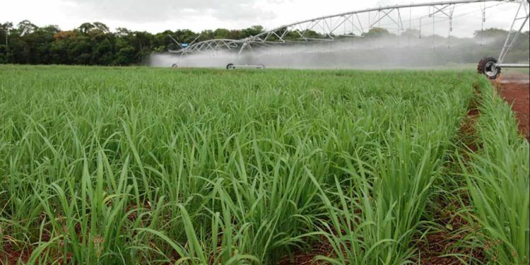 Arroz de terras altas é usado em rotação de culturas irrigadas sob pivô central no Cerrado.