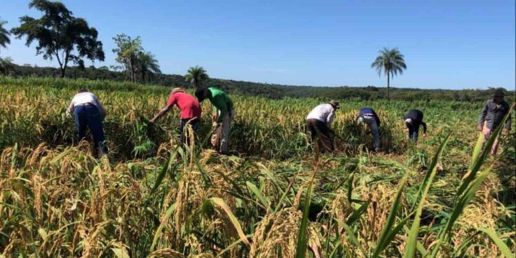 Benefício será pago para quem aderiu na safra 2022/23 em nove estados.