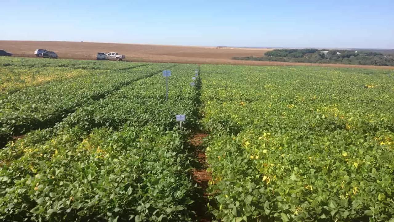 Uso de biofertilizantes economiza em média 5% nos custos da cultura do feijão 3 Biofertilizantes foram aplicados em lavouras de Goiás e Minas Gerais.
