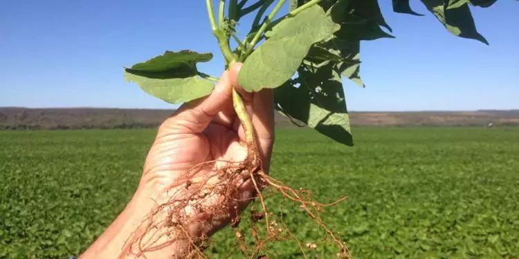 Bioprodutos foram aplicados no lugar de adubos nitrogenados.