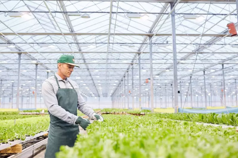 CNA levanta demandas para o plano safra nas cadeias da fruticultura 2 Demandas do plano safra