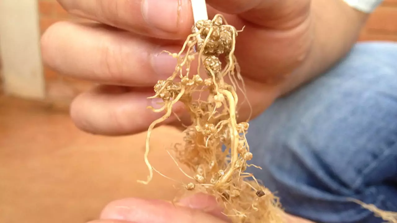 Uso de biofertilizantes economiza em média 5% nos custos da cultura do feijão 2 Economia de custos foi de 5 a 8% com a utilização de produtos biológicos.