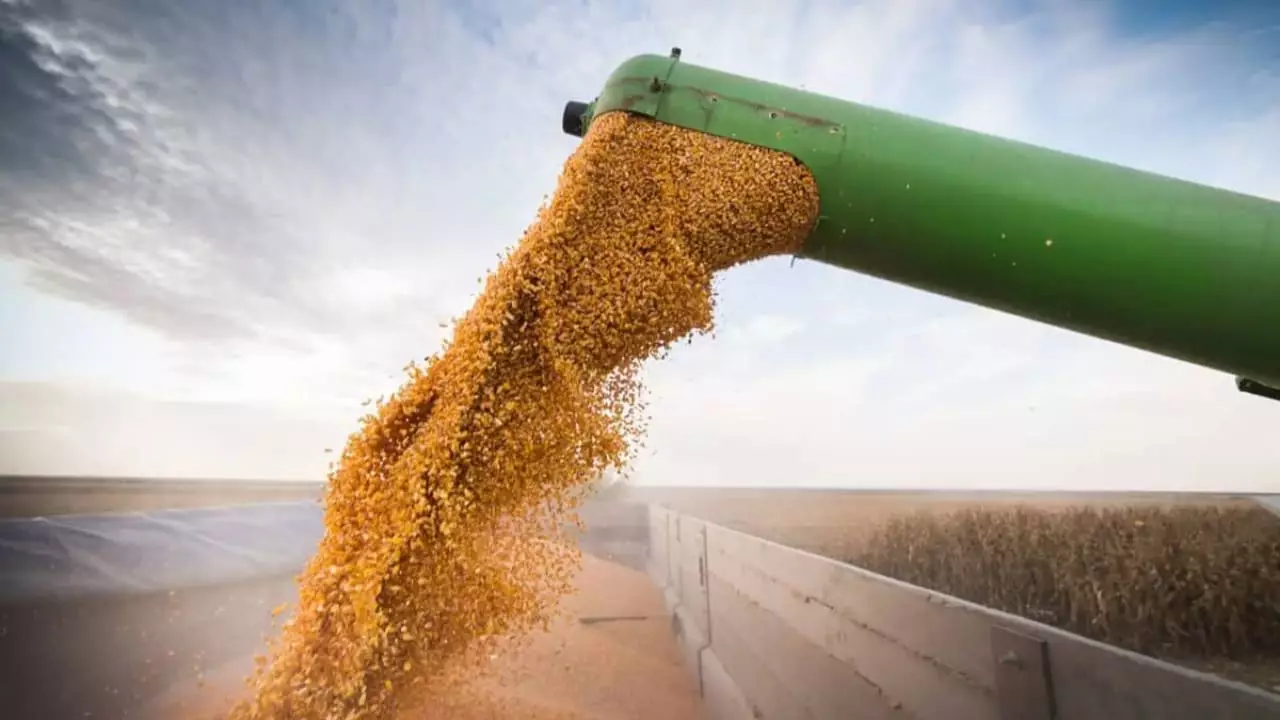 Estimativa de produção de grãos é reduzida em mais de 7% na safra 2023/24 2 Efeitos do El Niño provocaram queda na produtividade das lavouras.