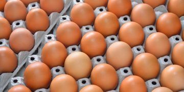 Exportações brasileiras de ovos crescem mais de 30% em janeiro