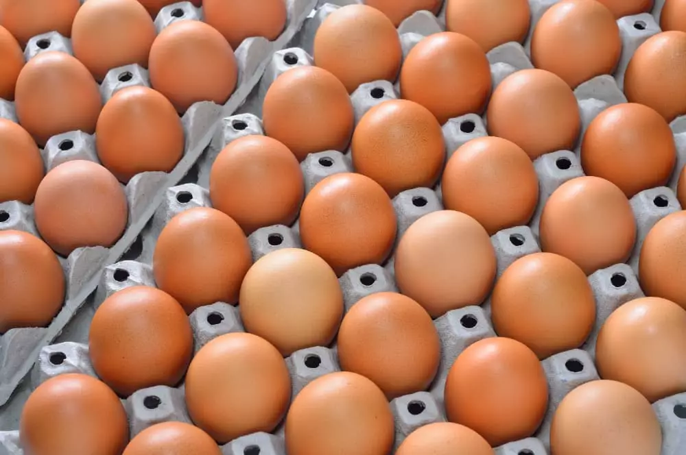 ovos