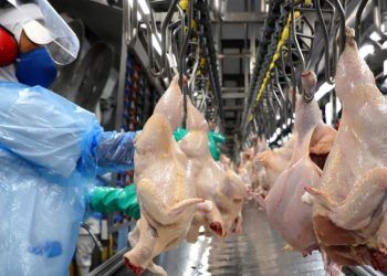 Exportações de carne de frango crescem 4,7% em fevereiro.