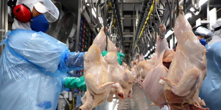 Exportações de carne de frango crescem 4,7% em fevereiro.