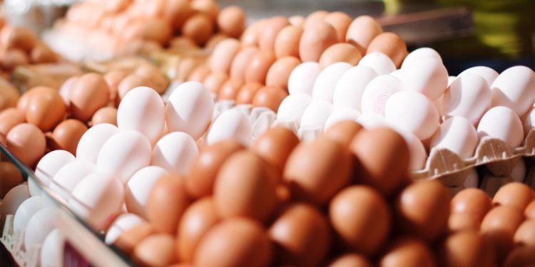 Exportações de ovos apresentam crescimento de 69,5% em 2024