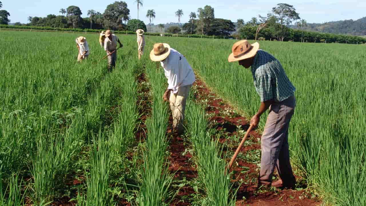 Programa de Aquisição de Alimentos abre edital para agricultores quilombolas de Goiás