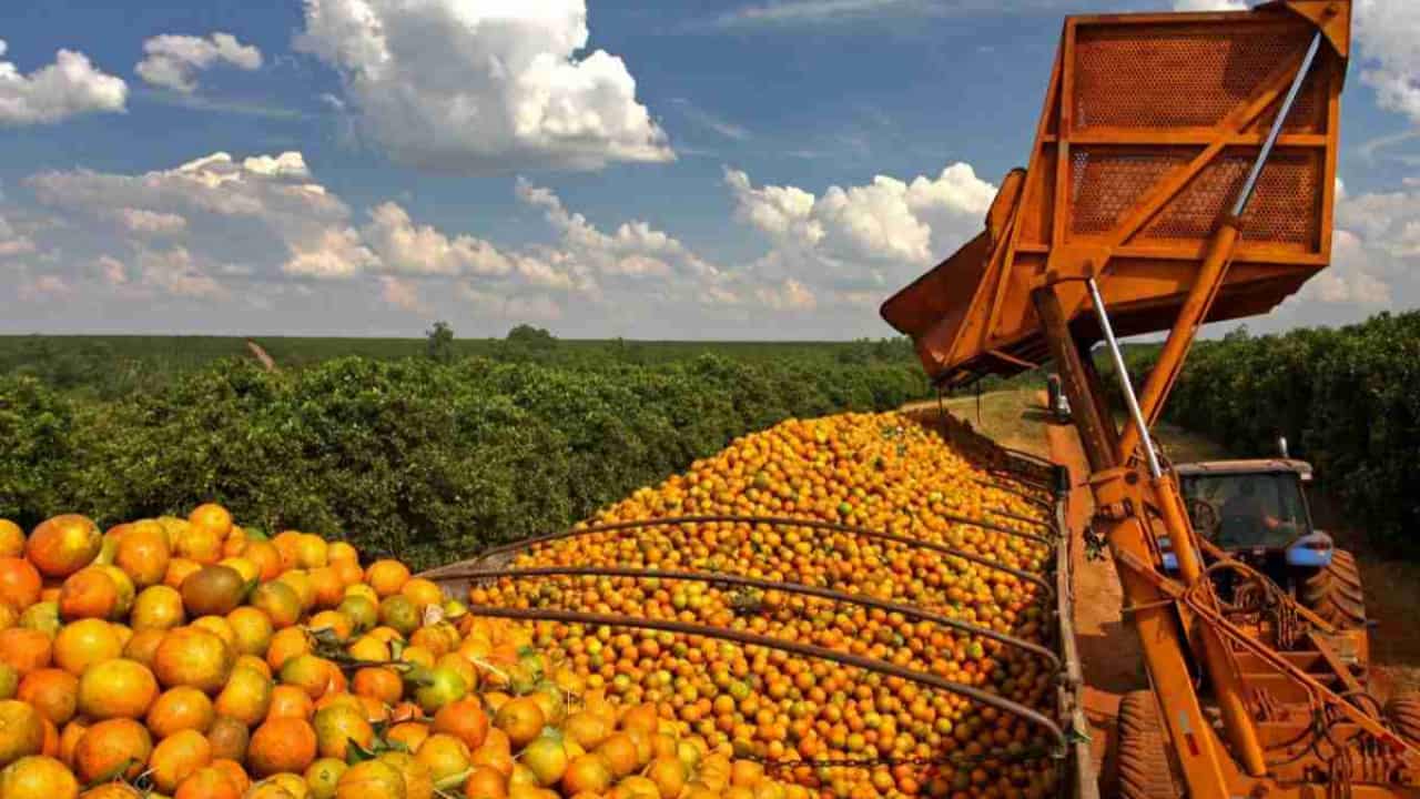 Valorização da fruta está ligada à escassez de oferta no período de entressafra. 