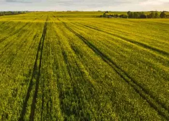 Acordo entre Brasil e Etiópia devem avançar a economia do setor agrícola
