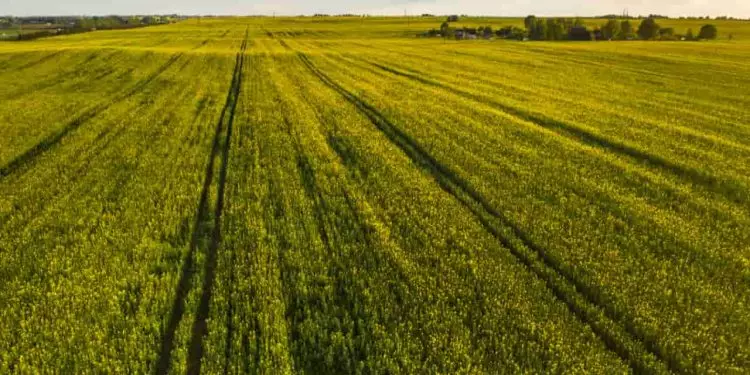 Acordo entre Brasil e Etiópia devem fomentar a economia do setor agrícola 1 Acordo entre Brasil e Etiópia devem avançar a economia do setor agrícola